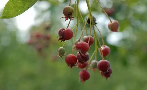 Плоды груши 'Балерина' (Amelanchier laevis 'Ballerina')