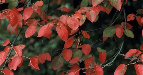 Груша 'Балерина