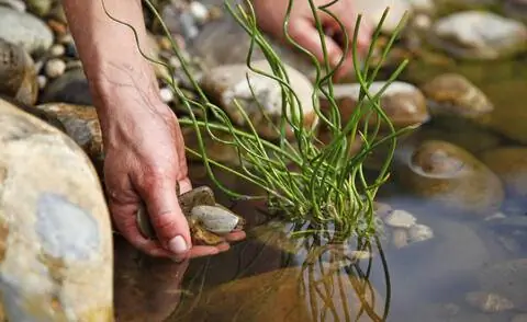 Поместите Juncus effusus 'Spiralis' в садовый пруд.