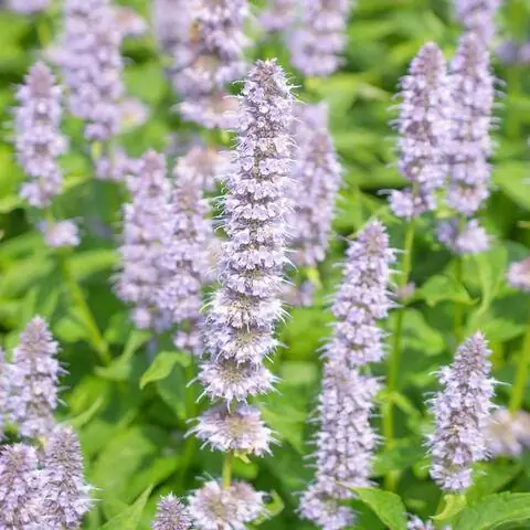 Цветы Agastache 'Blue Fortune'