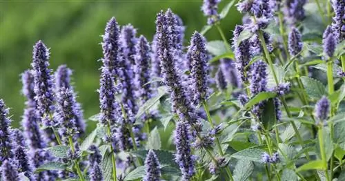 Асташ «Синяя удача»