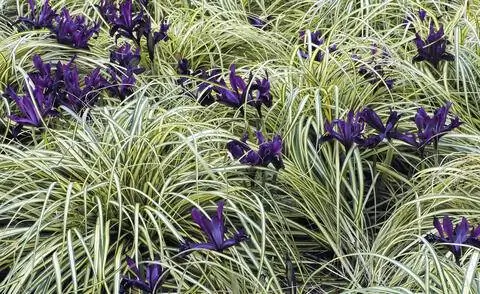 Окарекс 'Evergold' в сочетании с карликовым ирисом