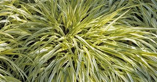 Осока 'Evergold