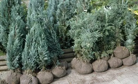 Тюки голубого кипариса