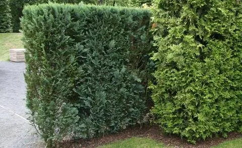 Голубой кипарис изгороди