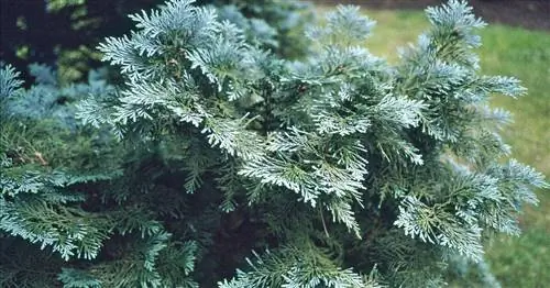 Кипарисовик голубой 'Columnaris