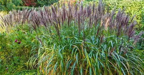 Тростник китайский 'Malepartus