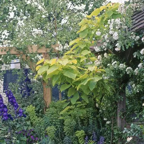 Сад с золотым трубным деревом