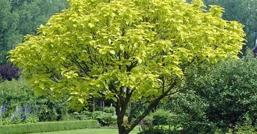 Золотое трубное дерево