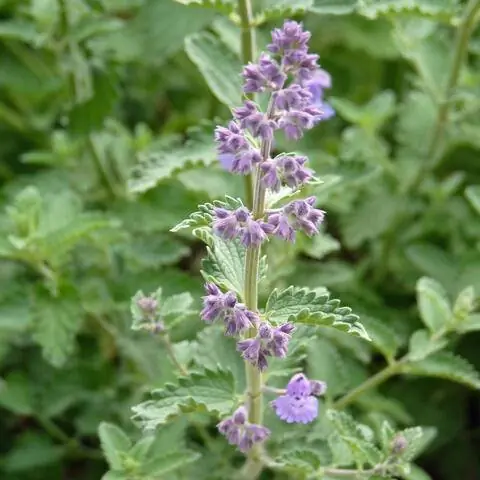 Цветы кошачьей мяты Walkers Low