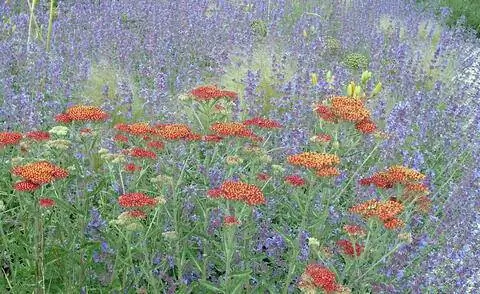 Ярроу 'Огненная Земля' и кошачья мята 'Уокерс Лоу'