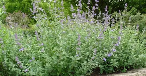 Кошачья мята 'Walkers Low