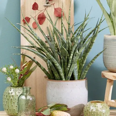 Сансевиерия 'Папоротник', сорт 'Микадо'