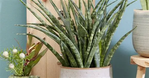 Лук Конопля 'Fernwood