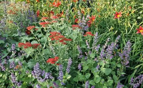 Красный тысячелистник и мутовчатый шалфей