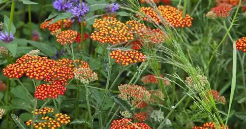 Красный тысячелистник