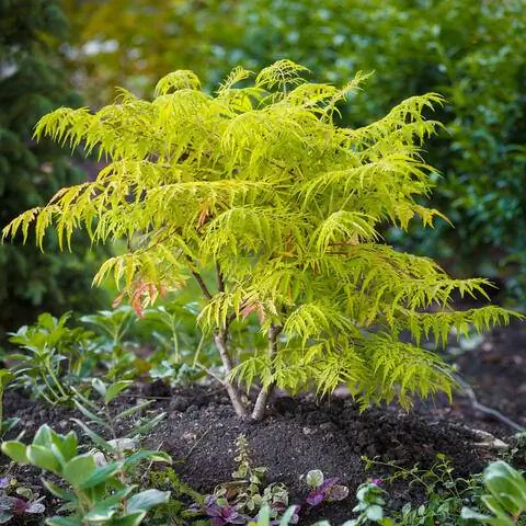 Уксус «Тигровый глаз» в саду