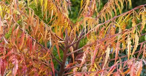 Уксусное дерево «Тигровый глаз»