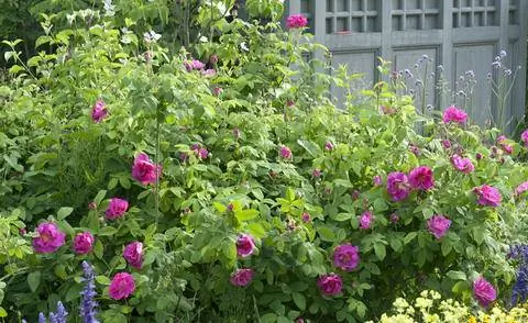 Аптекарь Роуз