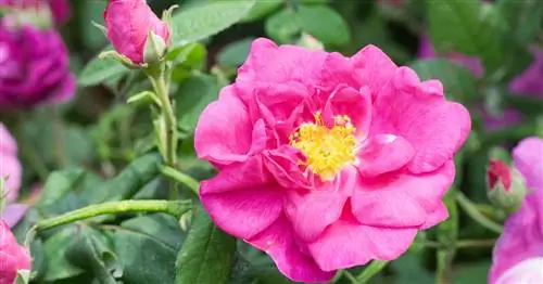 Аптекарская Роза