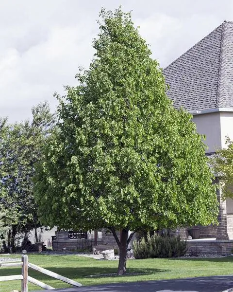 Habitus Tilia cordata 'Greenspire'