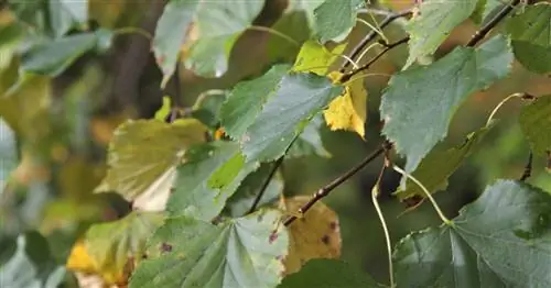 Липа мелколистная 'Greenspire