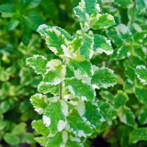 Разноцветные листья мяты ананаса