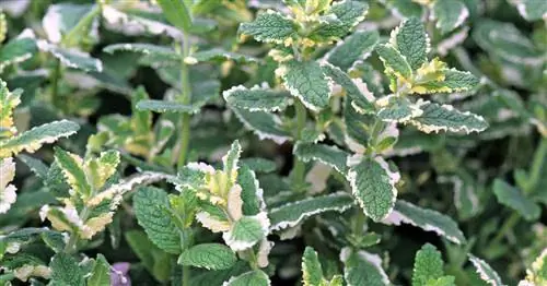 Ананасовая мята