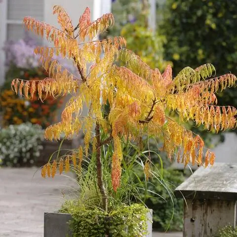Rhus typhina 'Dissecta' с осенними цветами