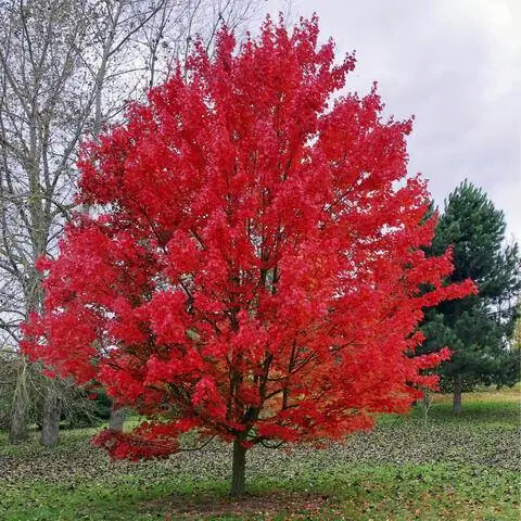 Acer rubrum 'October Glory' с красными осенними цветами
