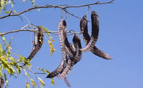 Плоды Gleditsia triacanthos 'Skyline'