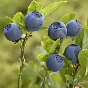 лесная черника