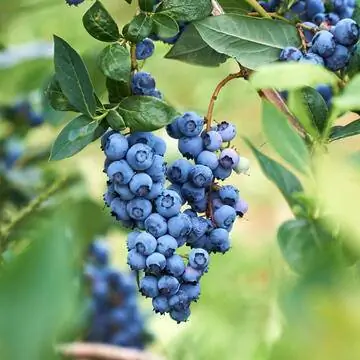 культивируемая черника