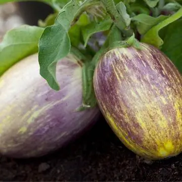 Solanum melongena 'Pinstripe'