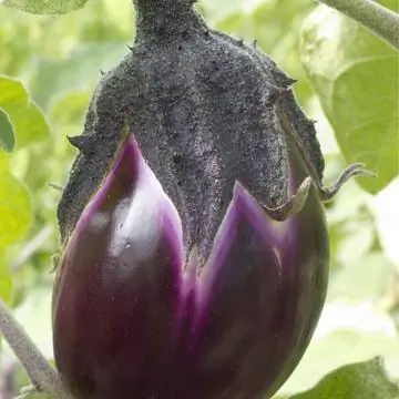 Solanum melongena ‘Виолетта ди Фиренце’