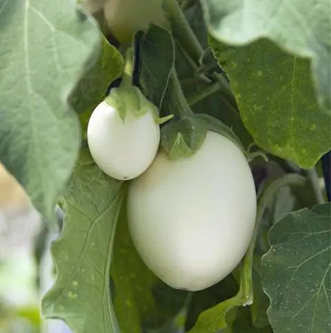 Solanum melongena 'Слоновая кость'