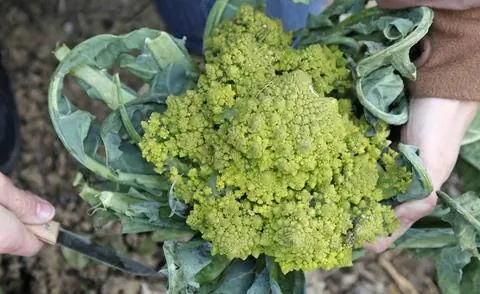 Романеско (Brassica oleracea convar. Botrytis var. Botrytis)