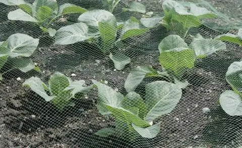 Белокочанная капуста с сеткой для защиты урожая