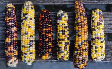 Красочные кукурузные початки