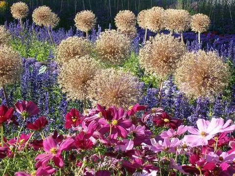 Лук декоративный Allium christophii