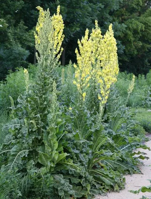 Коровяк канделябровый (Verbascum olympicum)