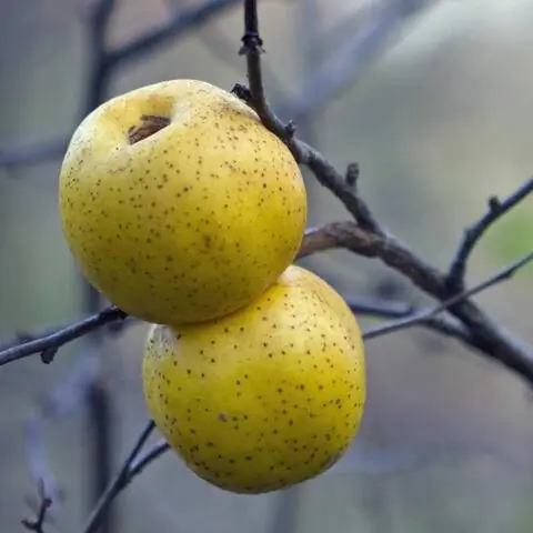 Плоды декоративной айвы