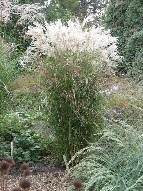 Китайский тростник Miscanthus Kleine Fontaene