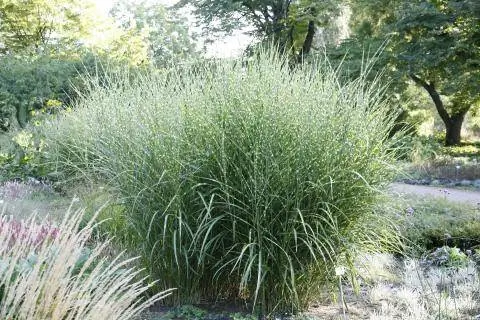 Китайский тростник Miscanthus Sinensis Zebrinus