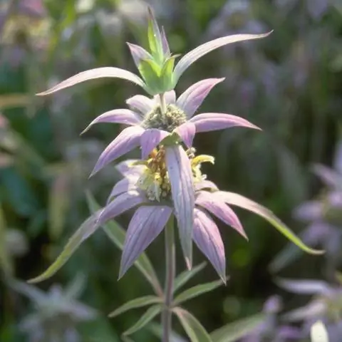 Конская мята (Monarda punctata)