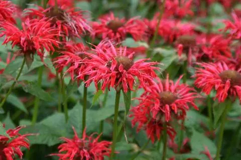 Гарденвью Алая индийская крапива Monarda fistulosa