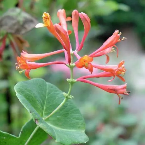 Lonicera x Brownii Lonicera x Brownii