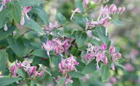 Жимолость татарская (Lonicera tatarica) Жимолость татарская (Lonicera tatarica)