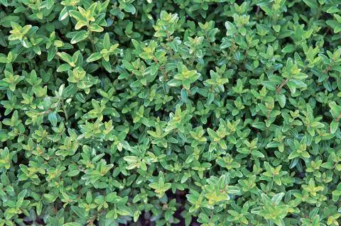 жимолость вечнозеленая 'Maigrün' (Lonicera nitida) жимолость вечнозеленая 'Maigrün' (Lonicera nitida)