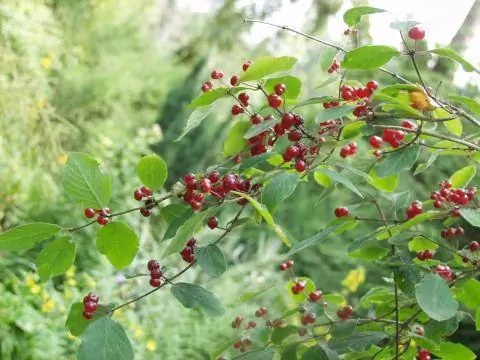 Плоды жимолости (Lonicera) Плоды жимолости (Lonicera)